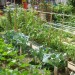 Un potager bien agencé