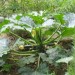 De belles courgettes